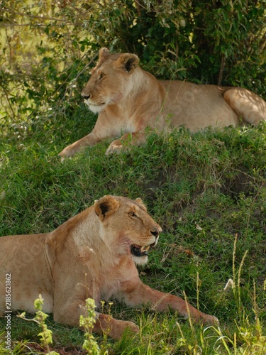 Canvas Print Two lionesses resting in the shade in Kenya