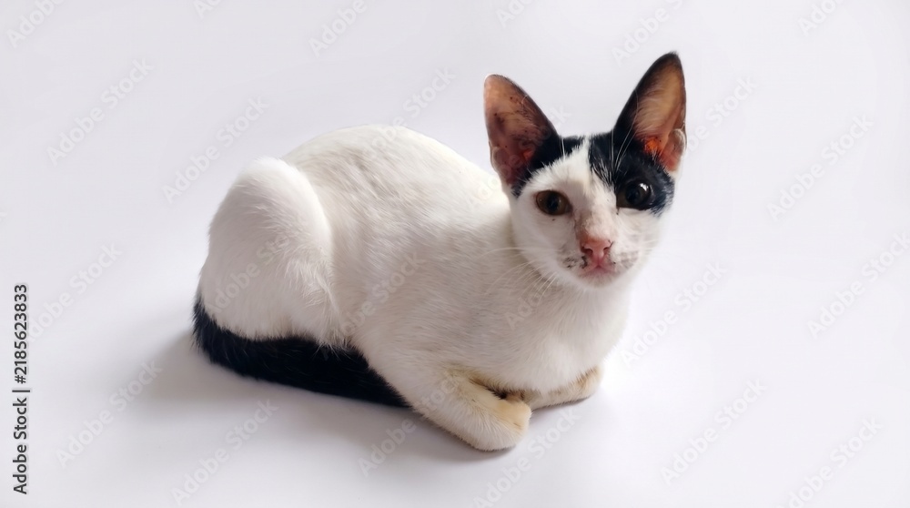 Naklejka premium Black-White Cute Kitten Sitting on White Background with Adorable Curious Expression