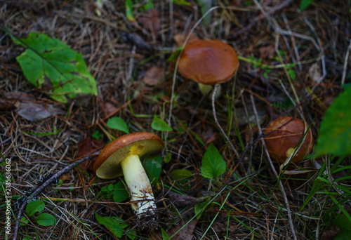 mushroom in the forest