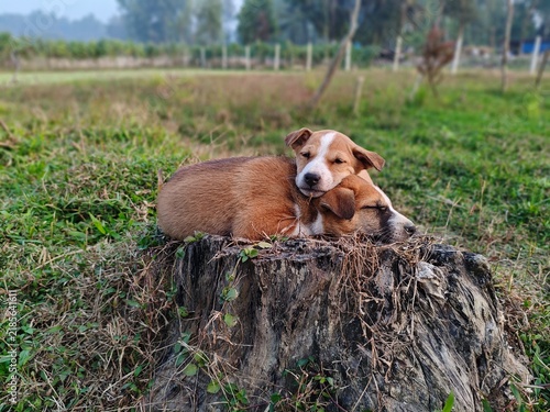 Konstfotografi Two Brown and White Puppies Sleeping Together on a Tree Stump in a Rural Field