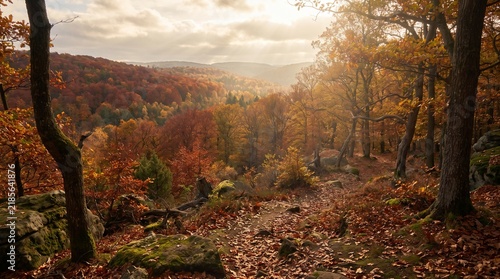 Scenic Autumn Forest Trail with Golden Sunbeams Filtering Through Colorful Foliage
