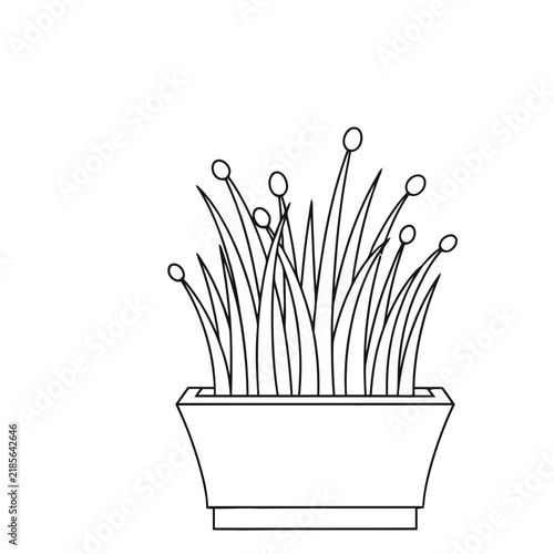 Potted Plant with Spherical Buds