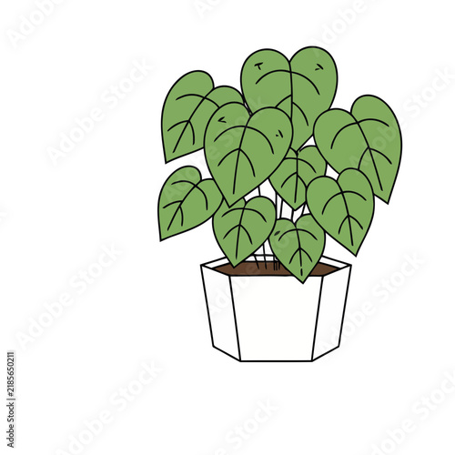 Potted plant with green leaves
