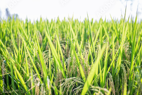 Canvastavla A dense field of rice plants with green leaves and developing grain panicles, growing under a bright sky, representing agricultural cultivation