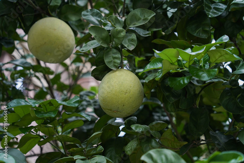 Pomelo fruit on the pomelo tree