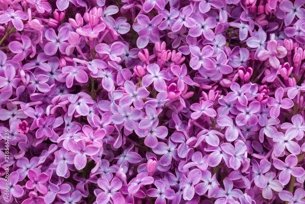 Fototapeta premium Fresh beautiful purple lilac flowers background. Flat lay. Top down view.