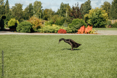 A dark-feathered duck walks across a bright green lawn in a landscaped garden, with shrubs, flowers and trees softly blurred in the background