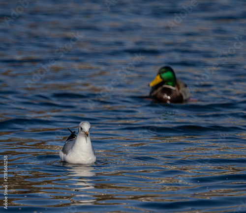 фотографія Seagull Swimming in Blue Water with a Blurred Mallard Duck in Background