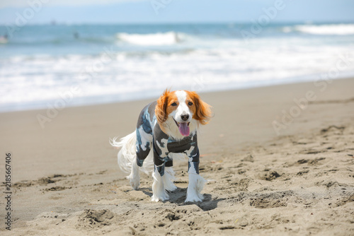 犬用ウェアで砂浜を歩くコーイケルホンディエ