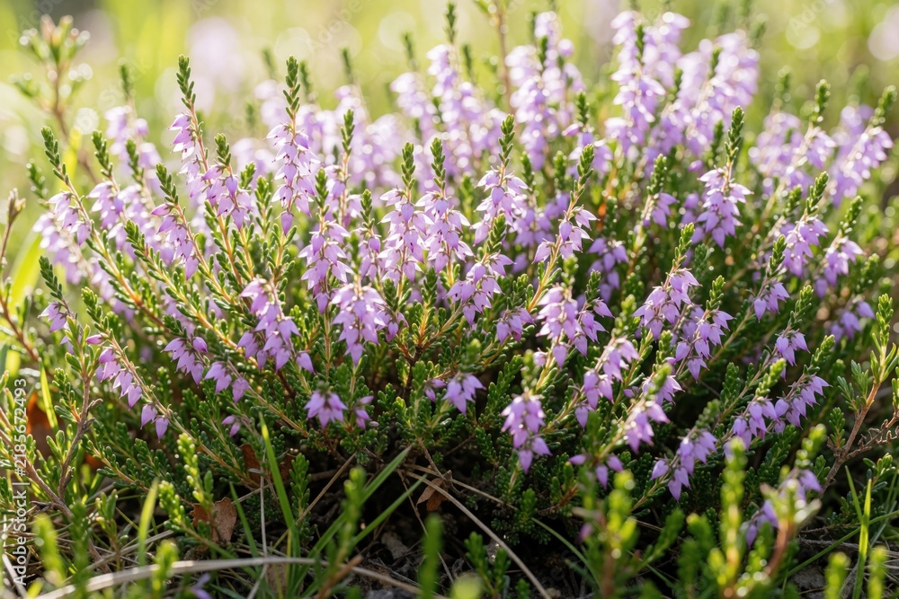 Obraz premium A close-up of delicate purple heather blooms in soft sunlight. Tiny bell shaped flowers cluster on green stems. Nature background with bokeh effect.