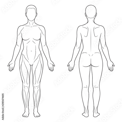 Anatomical line art of a female body in front and back views isolated on white background