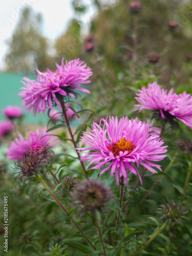 Vibrant pink flowers blooming in lush garden