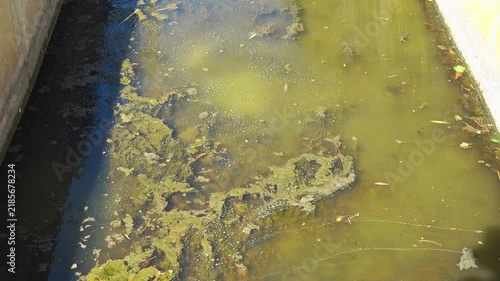 Stagnant water has algae and debris. Valras, France .