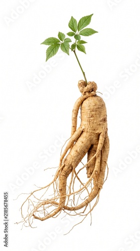 High-quality studio shot of a fresh, whole ginseng root featuring detailed rootlets and vibrant green leaves, isolated on a pure white background. Perfect for concepts related to traditional Chines...