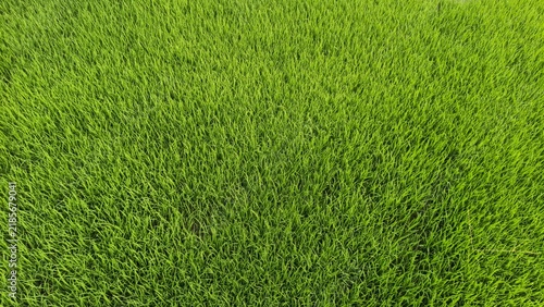 Cuadro en lienzo Full frame overhead view of lush green rice seedlings growing densely in an agri
