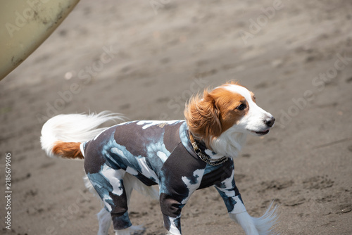 犬用ウェアを着て砂浜を歩くコーイケルホンディエ