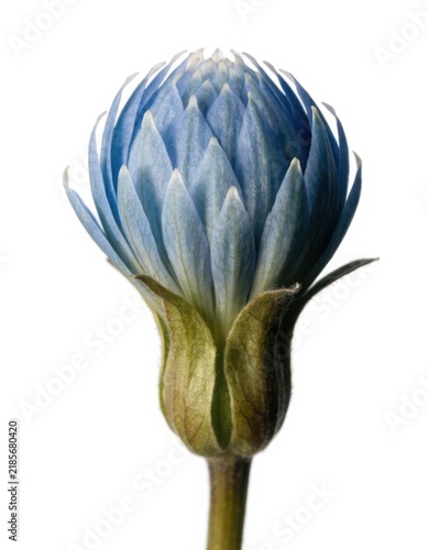 A single closed blue lotus flower bud with green stem