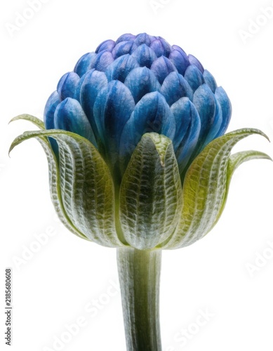 Beautiful single blue flower bud with green petals macro closeup