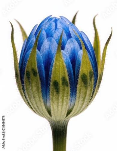 Beautiful vibrant blue flower bud with green sepals