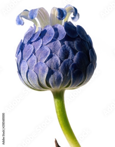 Beautiful purple flower bud with petal layers on a green stem