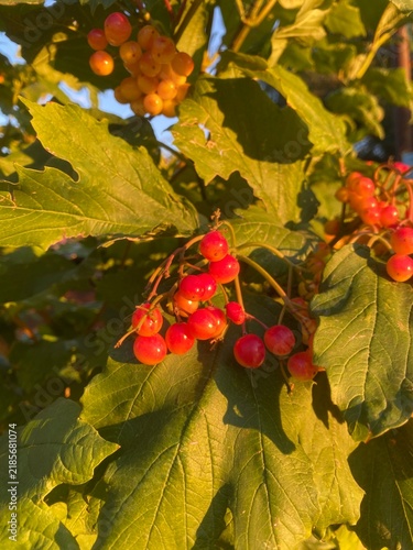 Cuadro en lienzo Red berries of viburnum on a branch in the autumn garden