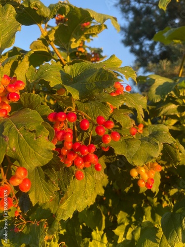 Obraz na plátne Red berries of viburnum on a branch in the autumn garden