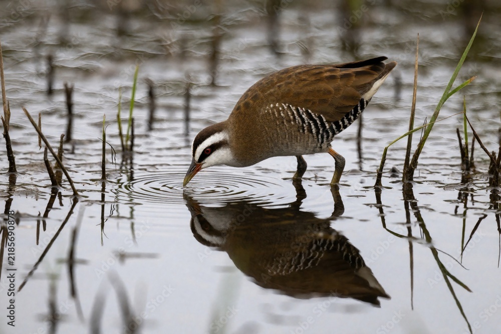 Fototapeta premium Small brown bird with white stripes on face drinks water in shallow pond. Bird reflection visible in calm water surface amidst reeds. Wildlife focus on nature habitat.