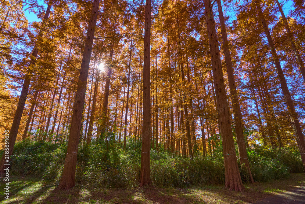 Fototapeta premium 東京都葛飾区の水元公園のメタセコイヤの森を見る