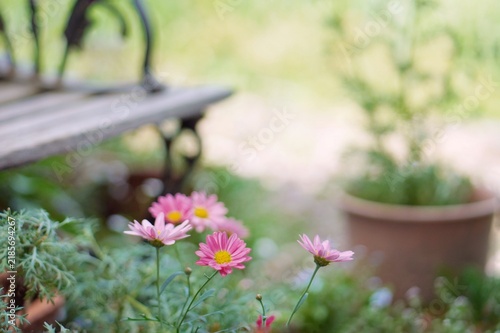 bench in the garden