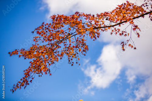 Tapety artystyczne 青空と白い雲に伸びる秋の紅葉