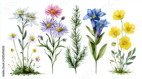 Watercolor collection of alpine wildflowers including edelweiss, asters, gentians, and buttercups on white background