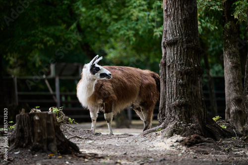 goat on the farm