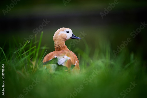duck in the grass