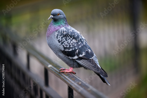 pigeon on a fence