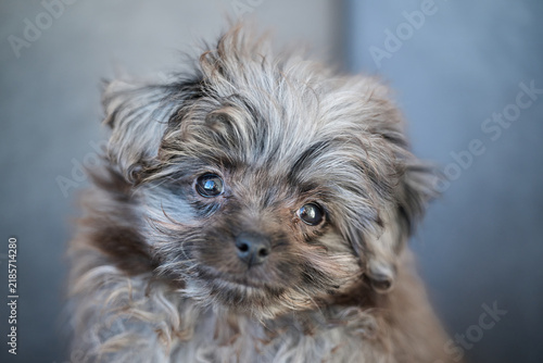 yorkshire terrier puppy