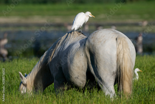 A western cattle egret (Bubulcus ibis) on the back of a wild Camargue horse at Isonzo river mouth nature reserve, Isola della Cona, Friuli Venezia Giulia, Italy.