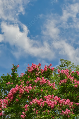 サルスベリの花