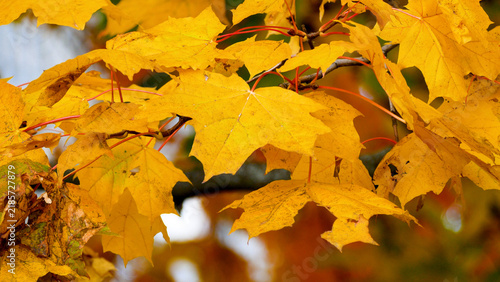 Bright yellow maple leaves gently swaying in the wind during a warm golden autumn day in the park. Seasonal nature, autumn foliage, peaceful outdoor scenery, and beautiful fall landscape concept.