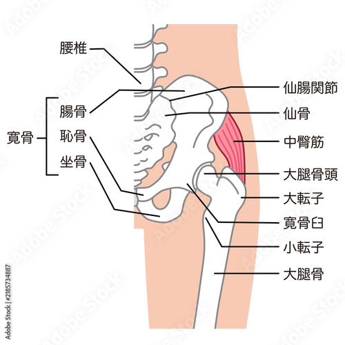 Plakat 中臀筋 骨盤周辺の骨 股関節