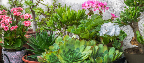 closeup on leaf of collection of succulent plants and cactus potted with a ka...