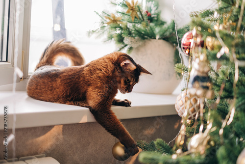 Cat nearby decorated Christmas tree playing with the fir branch red fluffy with green eyes cute kitten Somali breed beautiful funny playful pet at home indoors close up at cozy apartment home portrait