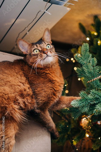 Cat nearby decorated Christmas tree red fluffy with green eyes cute kitten Somali breed beautiful funny playful pet at home indoors close up at cozy apartment home portrait