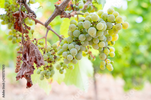 Fotografie Green grapevine, hot dry summer, ripe riesling wine grapes growing on vine, vine