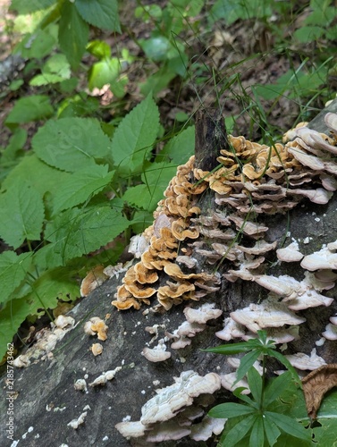 Cuadro en lienzo Wild Shelf Fungi Growing on a Fallen Tree Trunk in the Forest