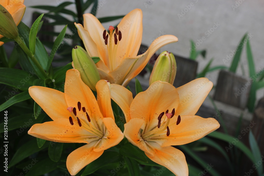 Obraz premium A large yellow lily in the park,