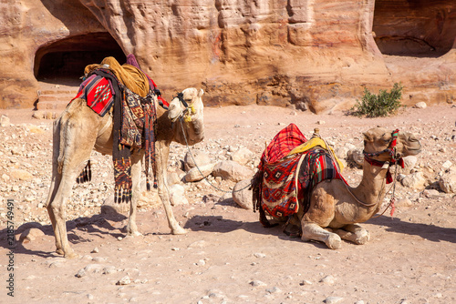 Arabian dromedary camels, Camelus dromedarius, at Petra, Jordan. Local Bedouin communities transport visitors to the ancient site and use their brightly adorned camels for photo opportunities.