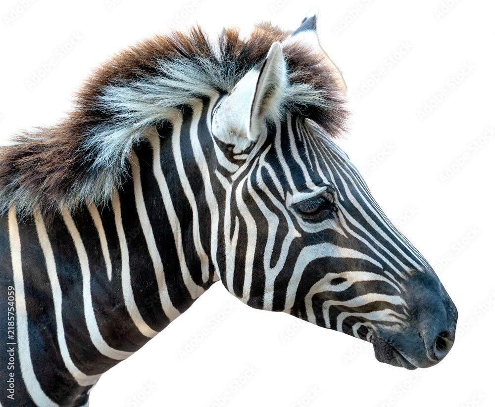 Obraz premium Close-up profile portrait of a zebra head isolated. Showcases distinct black and white striped patterns, a fuzzy mane, and a dark eye. Professional wildlife animal photo.