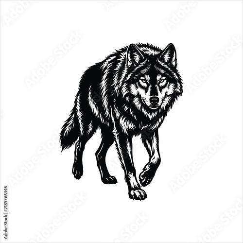 Wolf walking with intense gaze during daytime with crisp detail Vector Illustration Isolated on white background