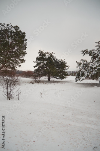 beautiful trees in the winter
