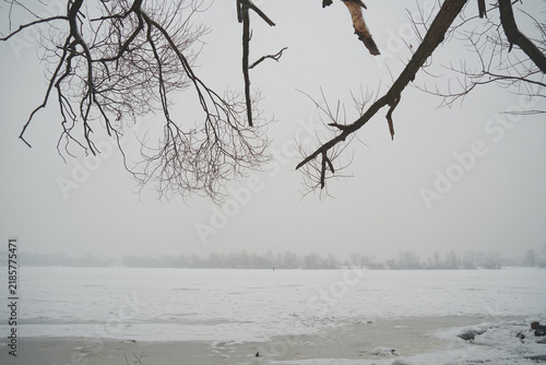 beautiful trees in the winter